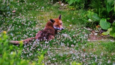 Photo of How to stop foxes digging in your garden?