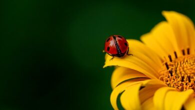 Photo of Why So Many Ladybirds In My Garden?