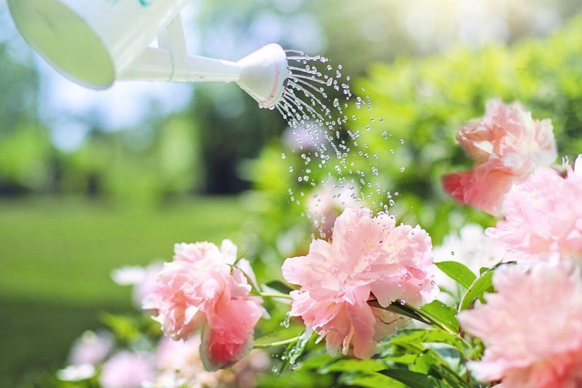 How Often Should I Water My Garden in the UK