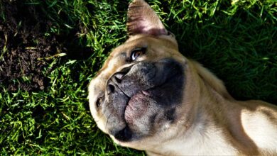 Photo of How to stop dogs digging in garden?