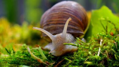 Photo of What do garden snails eat?