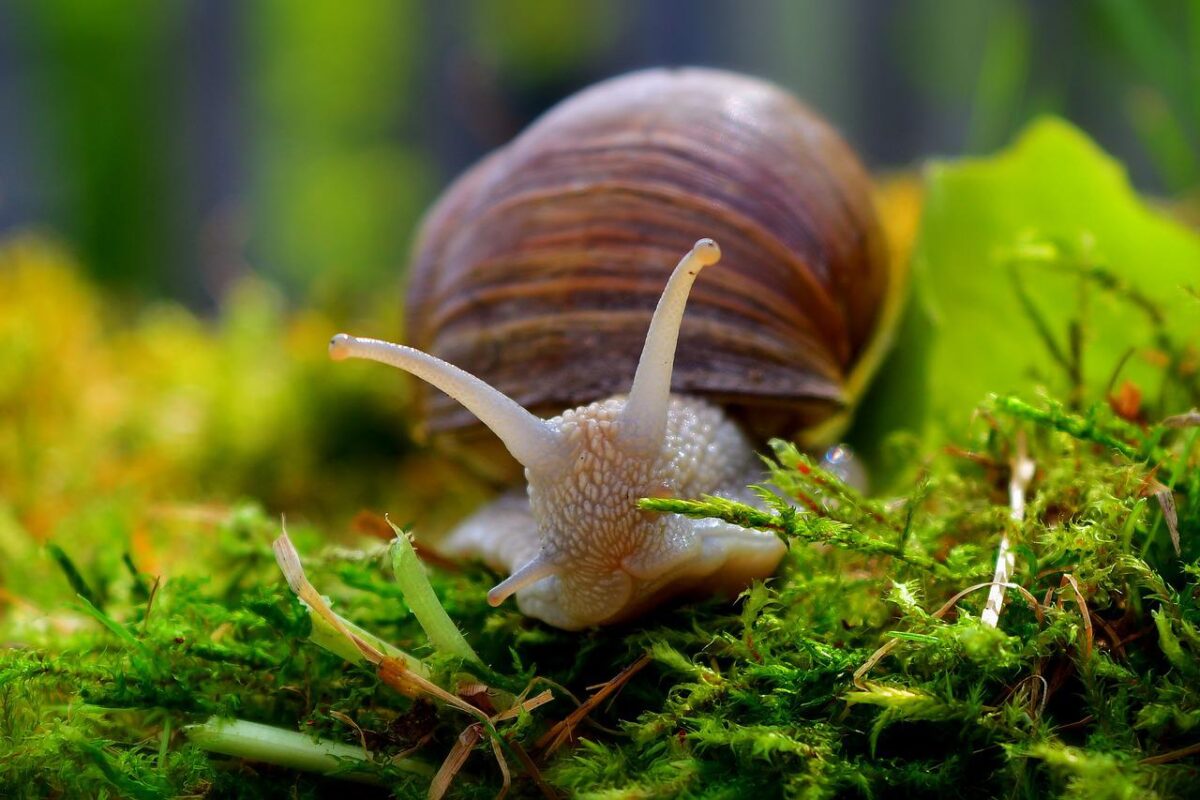 What do garden snails eat