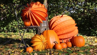 Photo of What to do with pumpkins from garden?