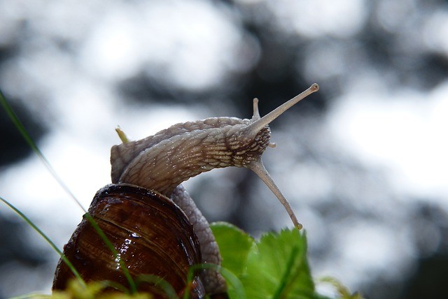 harm snails