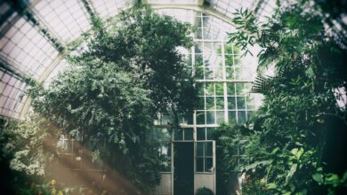 Photo of Features Of A Greenhouse For Growing Flowers