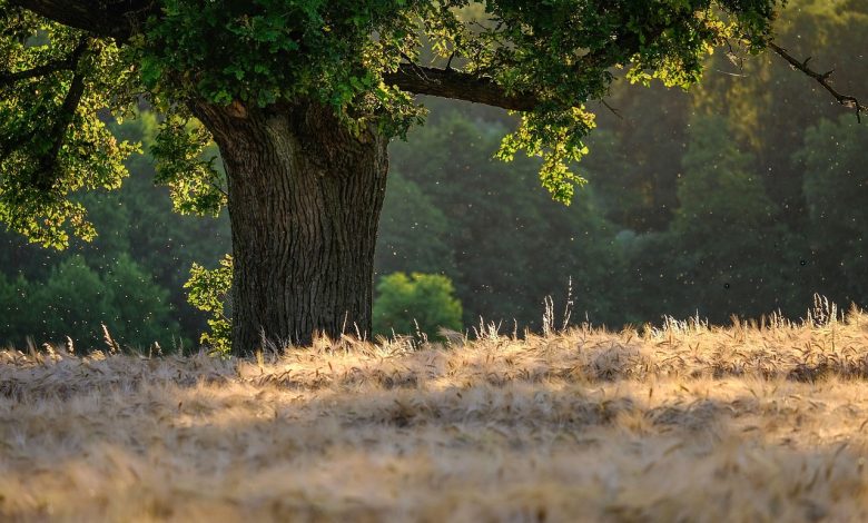 Photo of From Wounds to Wisdom: Harnessing the Power of Post-Traumatic Growth